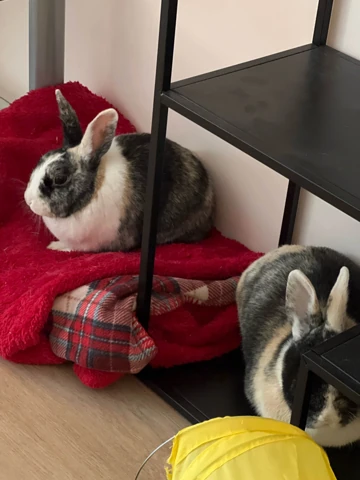 ุกึกักีก้ก่กิกืกูกํก๊ก็ก