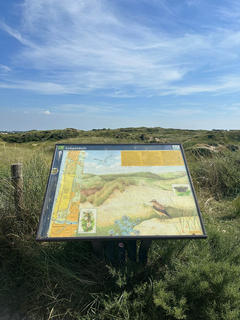 Coepelduinen